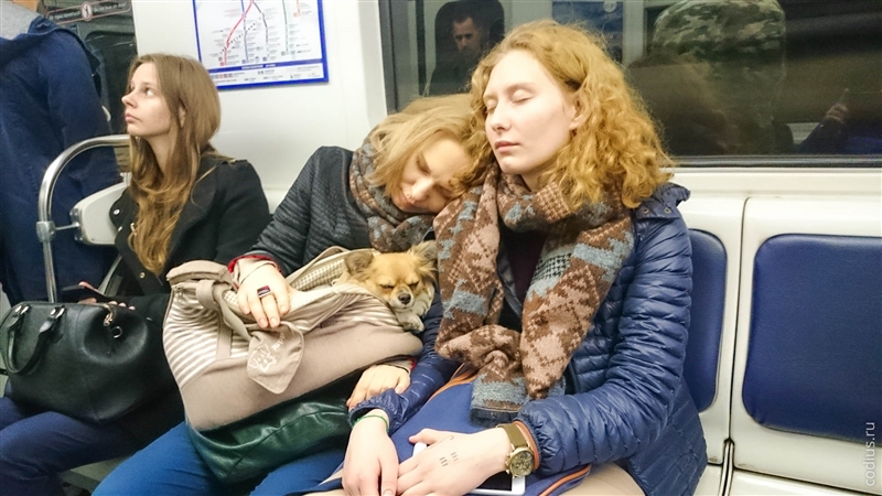 Дремлющее трио